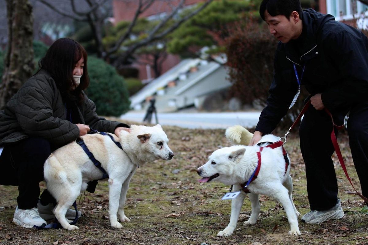 Anjing yang diberikan Kim Jong Un berakhir di kebun binatang Korea Selatan setelah masalah biaya perawatan. 