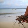 Kembali Disahkan, KKP Putar Otak Hitung Pengenaan PNBP Benih Lobster