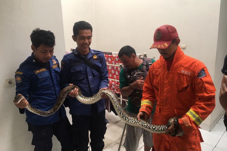 Ular Sanca Dievakuasi dari Plafon Kosan Pondok Aren Tangerang Selatan 