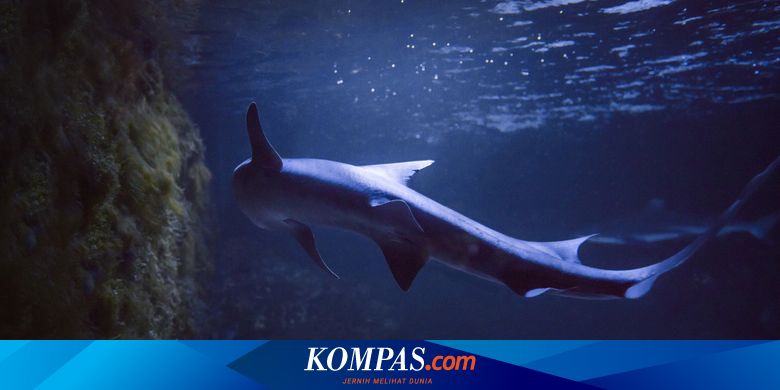 10 Tahun Hidup Tanpa Pejantan, Hiu Ini Bisa Melahirkan Bayi, Kok Bisa? - Vimarsana News