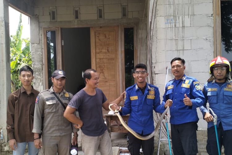 Petugas Damkar Kabupaten Kediri, Jawa Timur, saat mengevakuasi ular di rumah warga pada 10 November 2025.