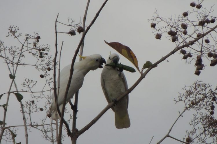 Burung Kakatua di kawasan hutan di Kota Labuan Bajo, Manggarai Barat, Flores, NTT. (Arsip/Markus Makur)