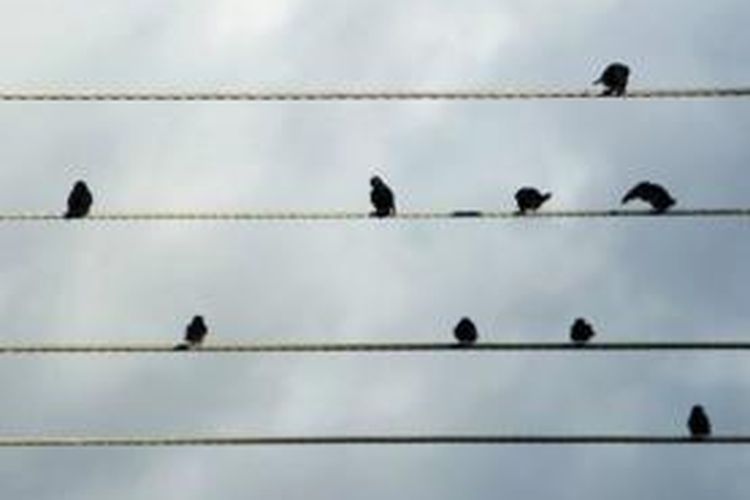 Burung-burung bertengger di kabel listrik.