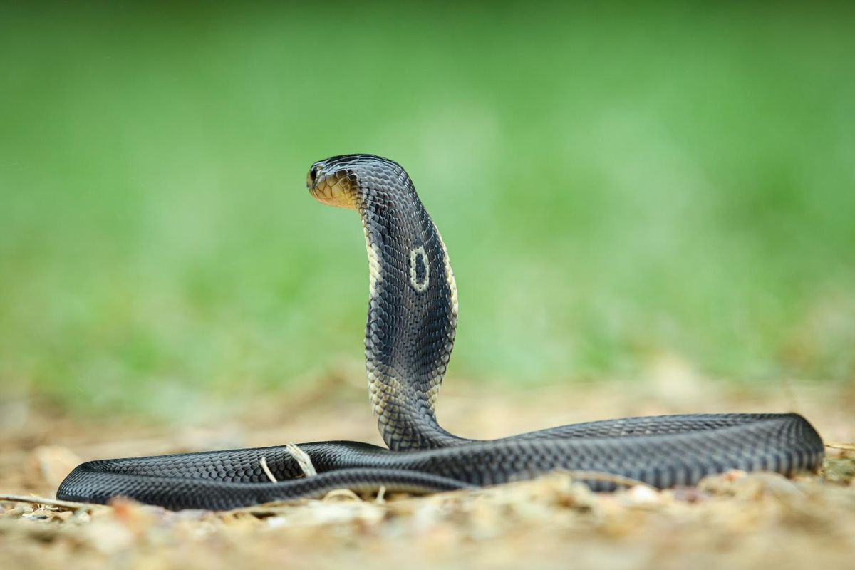 (Ilustrasi) Ular kobra.Seekor ular kobra mendadak muncul di dalam rumah warga, Jalan Teuku Umar, Kelurahan Kemayoran, Kota Bangkalan, Jawa Timur, Jumat (14/11/2025) sore.