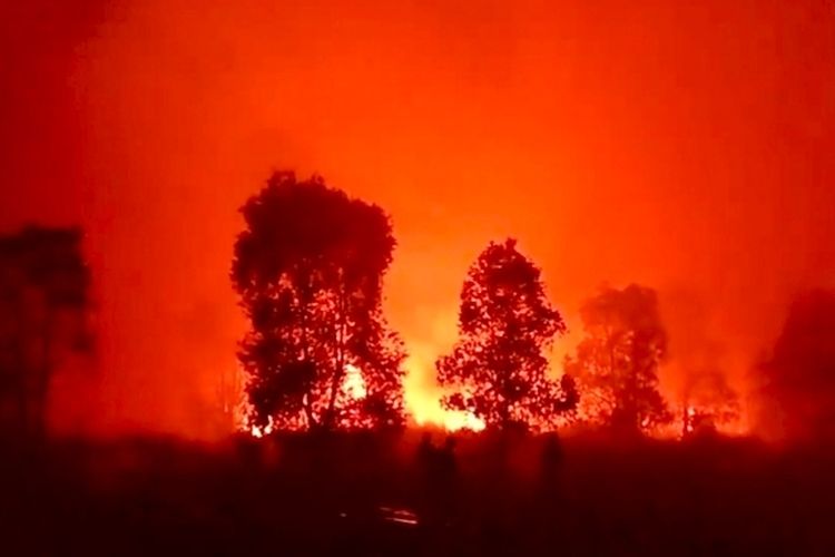 Taman Nasional Way Kambas di Lampung Timur Membara, Diduga Sengaja Dibakar