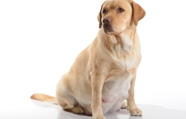 5 Tanda Pertama Anjing sedang Hamil Halaman all - Kompas.com