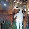 116 Ekor Sapi Mati, Pemkab Ngawi Siap Suntik 3.500 Dosis Vaksin PMK