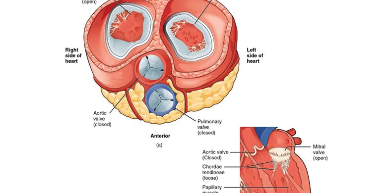 heart-valves-definition-types-and-functions-archynewsy