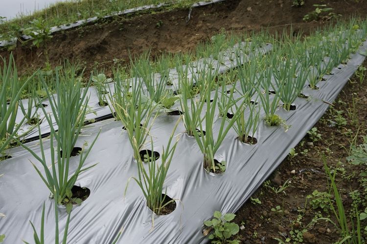 Ilustrasi penggunaan mulsa plastik untuk budidaya bawang. 