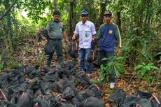 89 Ekor Trenggiling yang Akan Diseludupkan ke Malaysia Dilepas di Taman Nasional