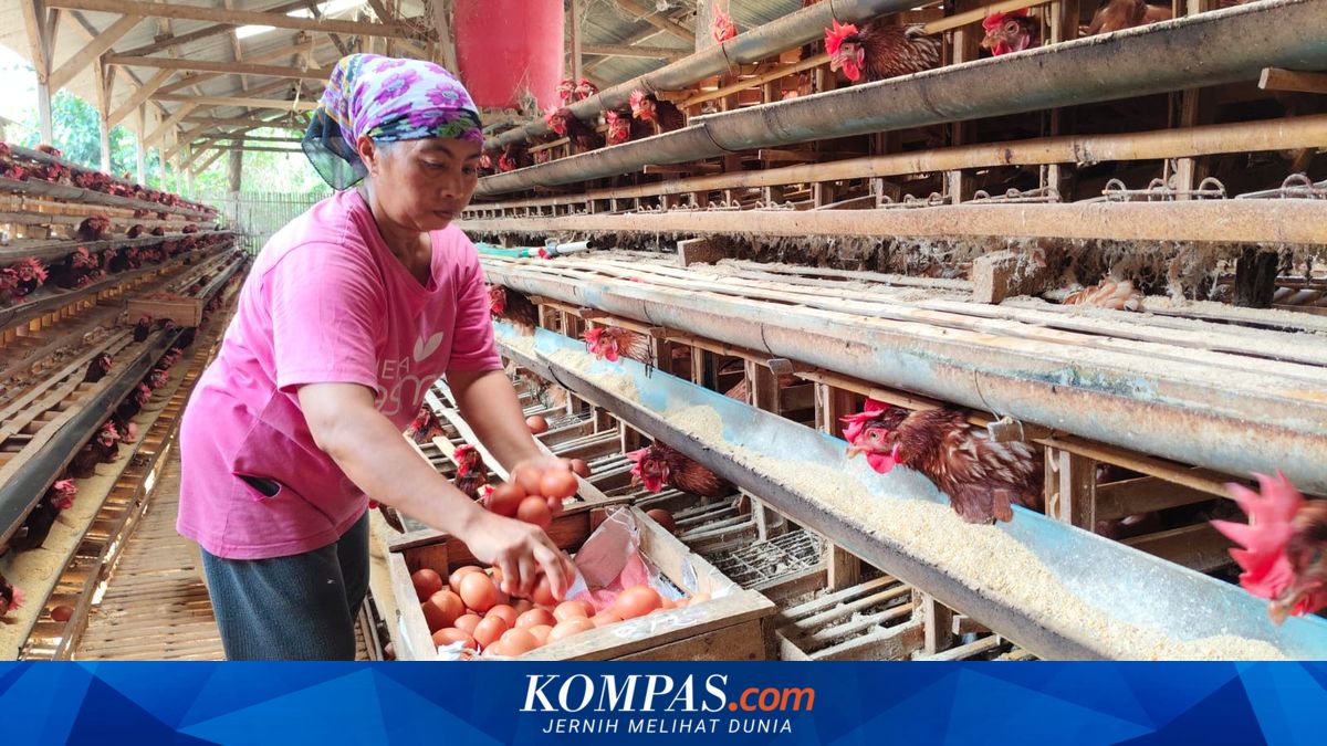 Peternak di Malang Menjerit Harga Telur Anjlok Rp 18.000, tapi Pakan Ayam Justru Meroket