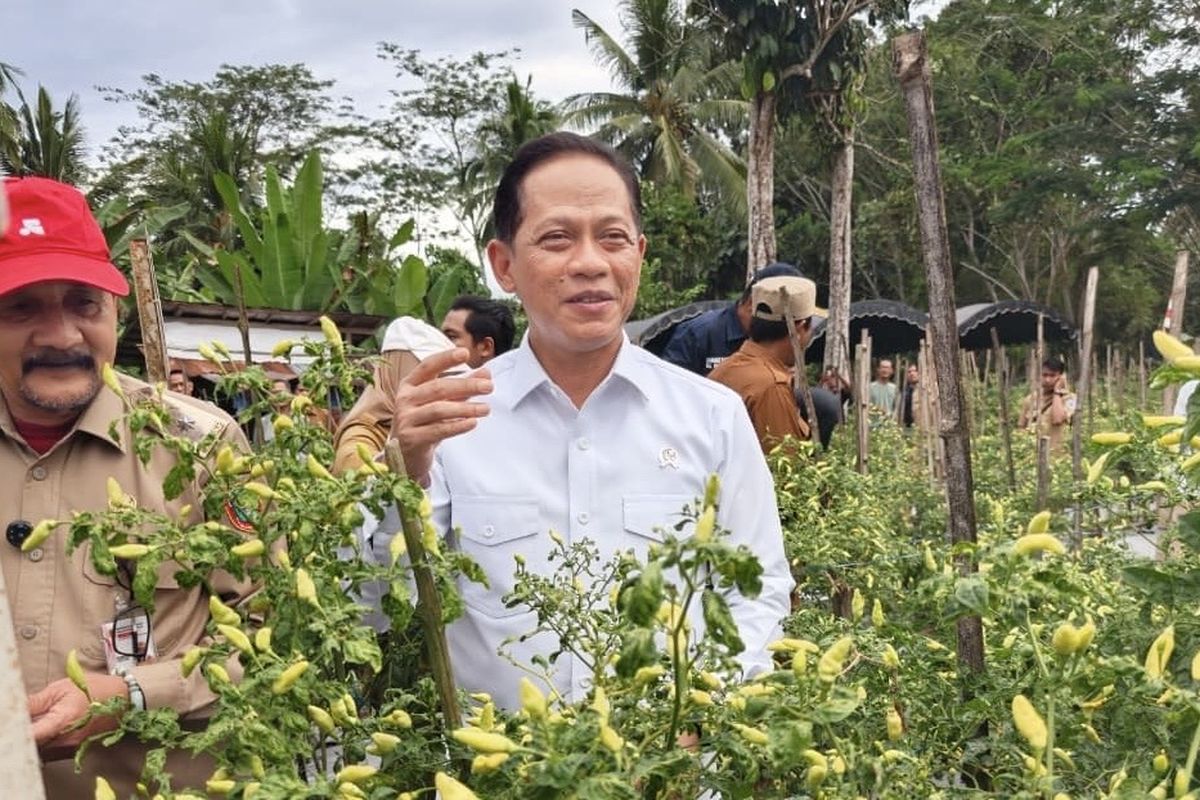 Wamenko Pangan: Harga Cabai Bisa Berubah Tiap Jam