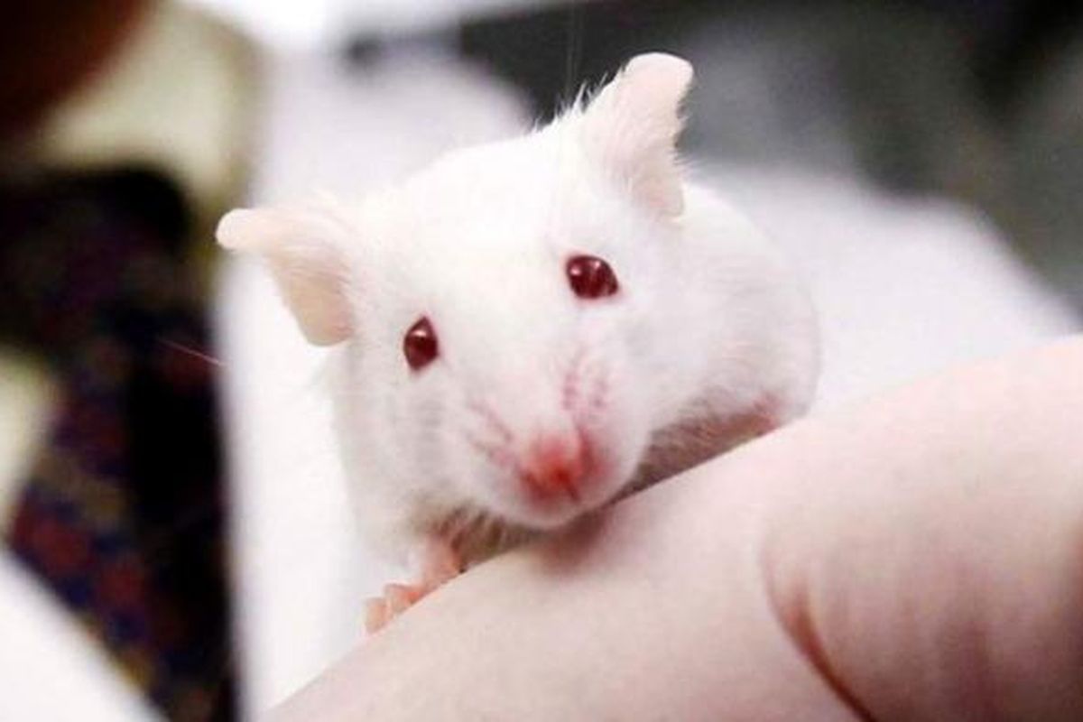 Para ilmuwan mengaktifkan gen muda dan mematikan gen yang lebih tua pada tikus