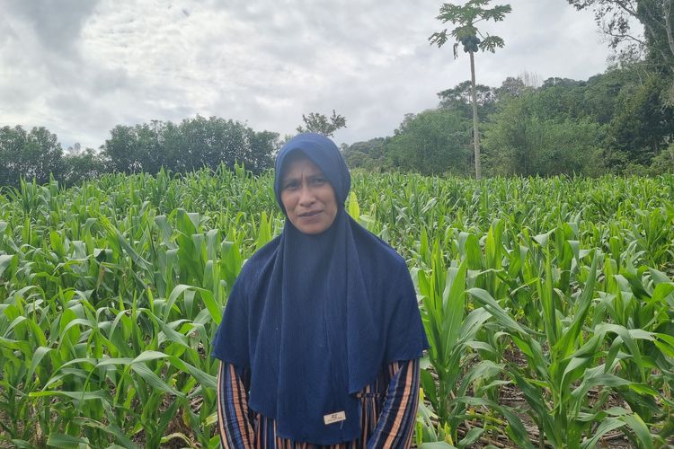 Fantri Katili (35) berdiri di ladang jagungnya yang terletak di Desa Doda, Kecamatan Lore Tengah, Kabupaten Poso, Sulawesi Tengah (Sulteng), Sabtu (1/6/2024).