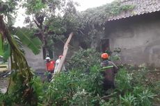 Pohon Tumbang Menutup Jalan dan Menimpa Rumah di Kulon Progo