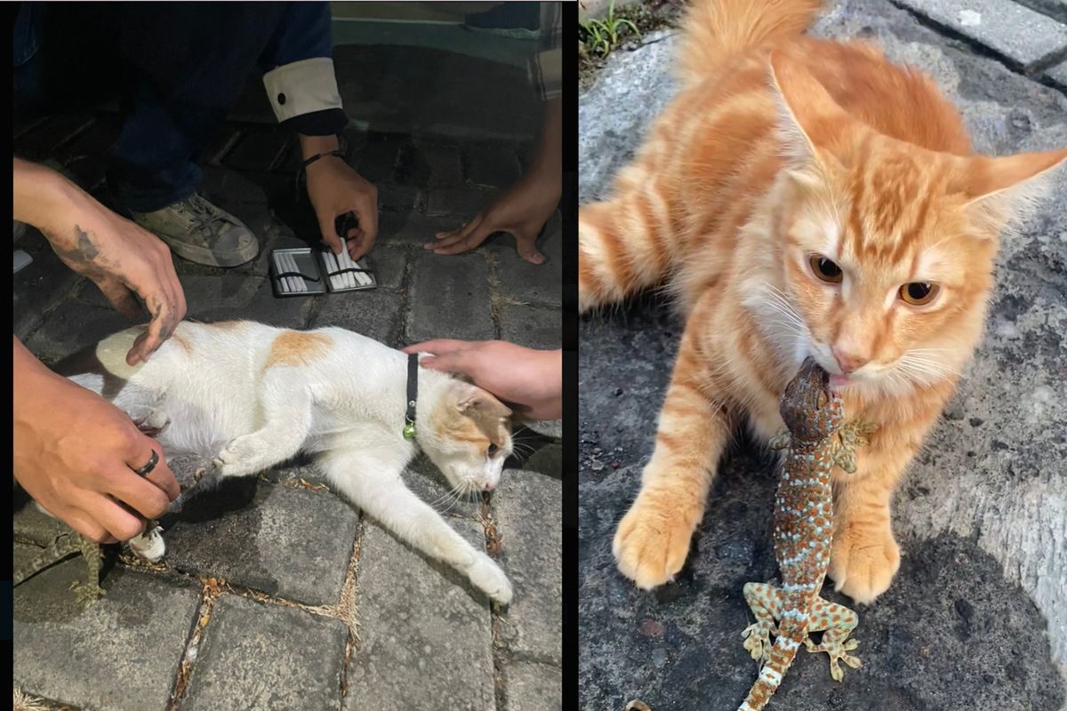 Viral, Foto Kucing Digigit Tokek, Benarkah Bisa Lepas dengan Tembakau?