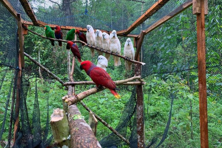 Petugas Balai Konservasi Sumber Daya Alam melepasliarkan 14 satwa liar ke habitatnya di kawasan konservasi suaka alam Gunung Sahuwai di, Desa Iha, Kecamatan Huamual, Kabupaten Seram Bagian Barat, Maluku Senin (1/11/2021).