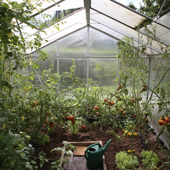 Ilustrasi greenhouse, ilustrasi rumah kaca.