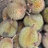 Malam Seru Berburu Durian di Desa Tanjung Kabupaten Kampar, Riau
