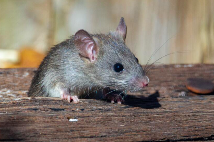 Ilustrasi tikus. Otak tikus jadi salah satu bahan pasta gigi di masa Romawi Kuno.