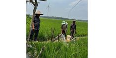 Kementan Gencarkan Pompanisasi, Pastikan Pompa Berhasil Nyala Mengairi Sawah