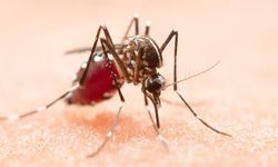 Krisis Iklim dan Pemotongan Bantuan AS Perparah Lonjakan Kasus Malaria di Afrika