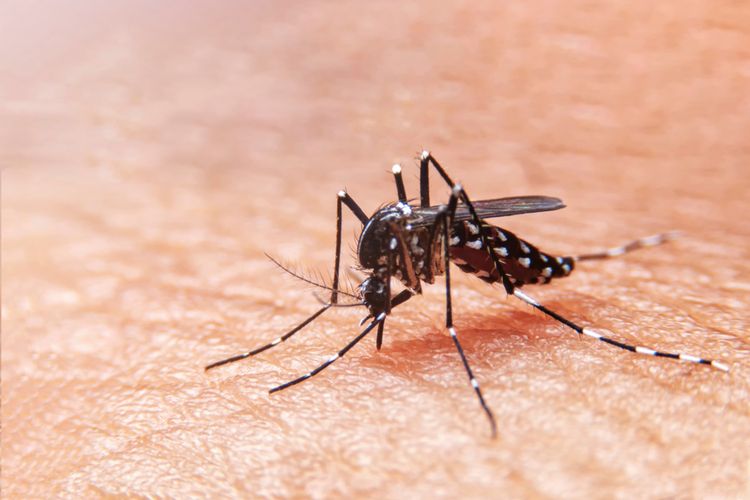Nyamuk Aedes aegypti yang menjadi pembawa virus dengue penyebab DBD.