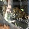 Klasifikasi Hewan Vertebrata dan Invertebrata