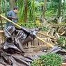 Pohon Tumbang Timpa Arena Sabung Ayam di Bali, Tiga Orang Tewas