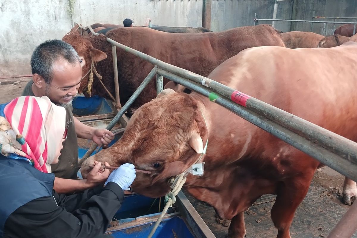 Kepala Dinas Pertaniang Nining Hendasah saat memeriksa kondisi hewan kurban di SP Farm, Desa Bojongkunci, Kecamatan Pameungpeuk, Kabupaten Bandung, Jawa Barat, Kamis (5/6/2025).