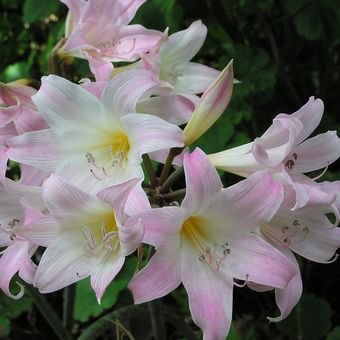 Ilustrasi bunga easter lily berwaran pink muda dengan kombinasi putih.
