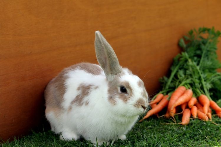 Ilustrasi ras kelinci mini lops