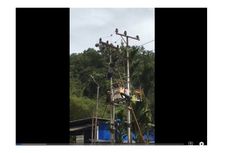 Viral, Video Petugas PLN di Sorong Bergelantung di Kabel Setelah Tersengat Listrik