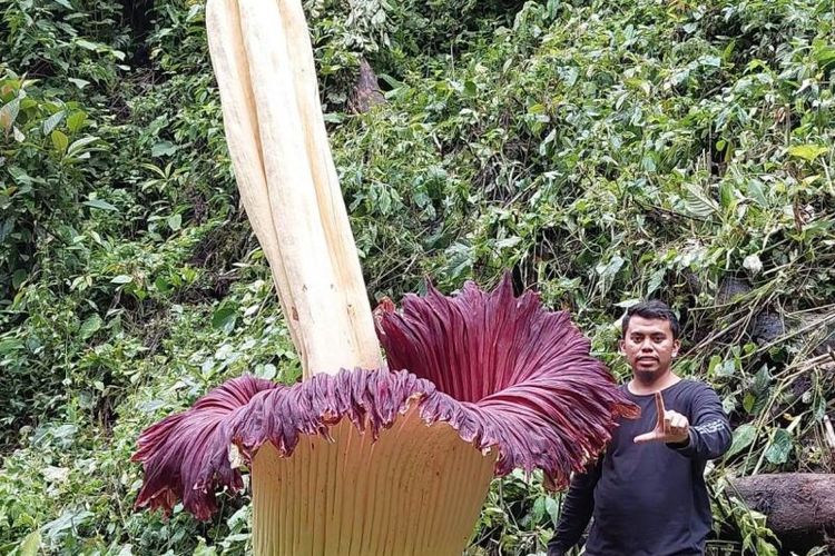 Petugas BKSDA Sumbar sedang mengamati bunga bangkai raksasa yang ditemukan mekar di kebun pinang milik warga di Jorong Sitingkai, Nagari Koto Rantang, Kecamatan Palupuh, Kabupaten Agam. 