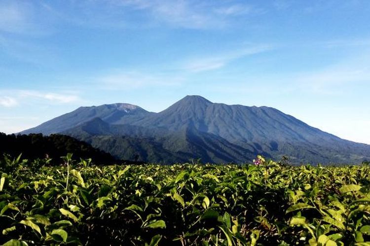 Puncak Gunung Gede dan Gunung Pangrango dapat terlihat dengan jelas dari Gunung Kencana, Jumat (6/5/2016). Di jalur pendakian ke Gunung Kencana banyak sekali ditemukan perkebunan teh nan hijau di sisi kiri dan kanan jalan.