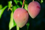 Perkebunan Mangga di Arab Saudi Gunakan AI untuk Dorong Produktivitas
