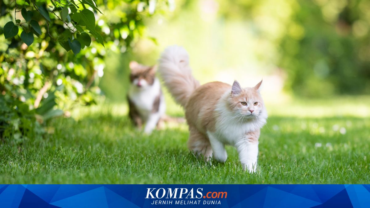Berapa Lama Rata-rata Masa Hidup Seekor Kucing?