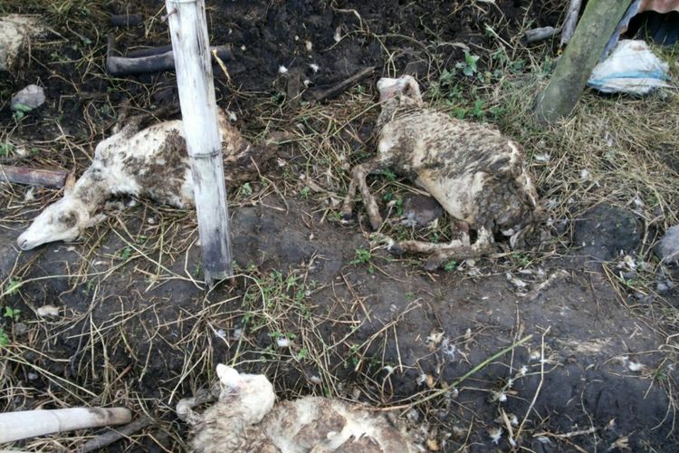 Kambing milik warga Kecamatan Singojuruh yang ditemukan mati karena anjing liar