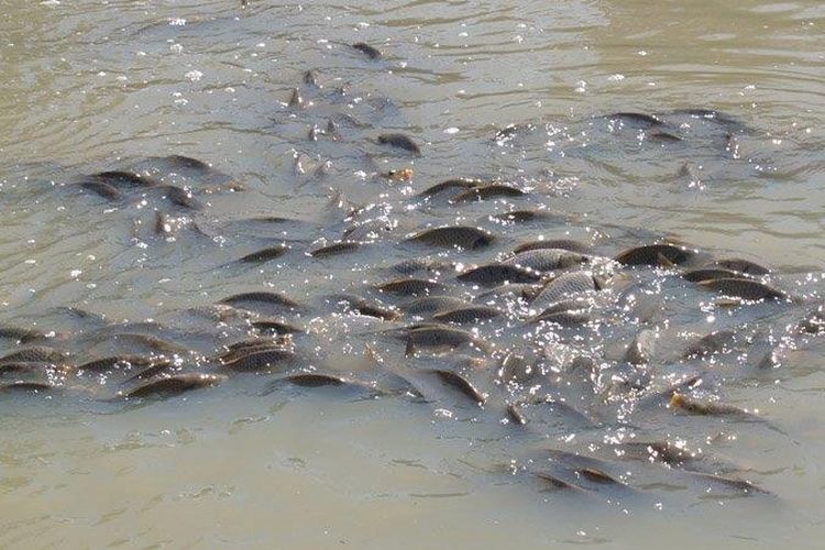 Populasi ikan air tawar seperti ikan mas telah mengancam lingkungan perairan di Australia.