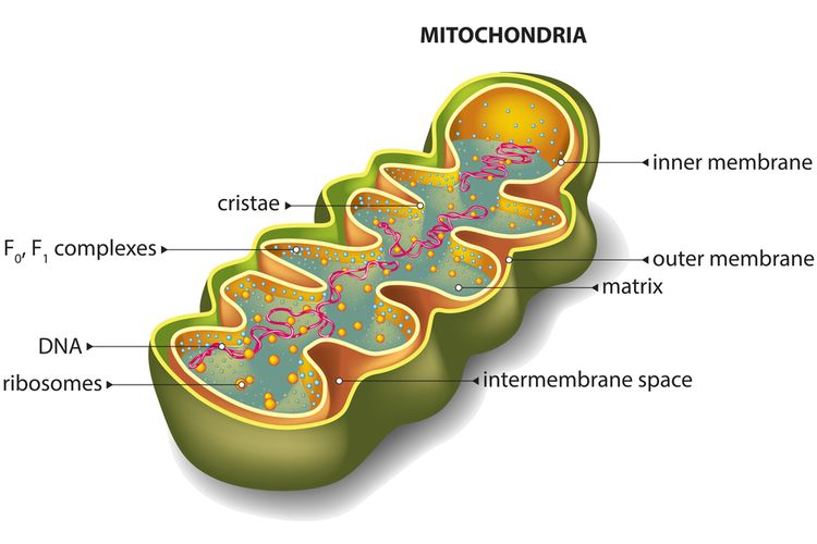 Ilustrasi Mitokondria.