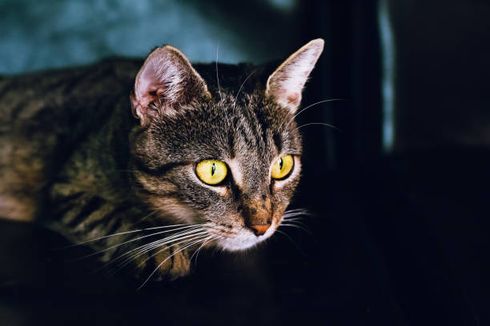 10 Fakta Menarik tentang Penglihatan Kucing