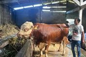 Sapi Kurban Milik Presiden Prabowo di Wonosobo Berbobot 1,1 Ton, Akan Dibagikan ke Warga Kaliwuluh