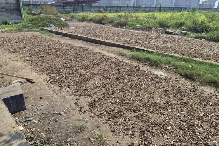Pengolahan Limbah Kepala Ikan Tongkol Bisa Kurangi Sampah Organik hingga Jutaan Ton