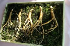 Cara Pembibitan Ginseng dengan Mudah dan Cepat Tumbuh