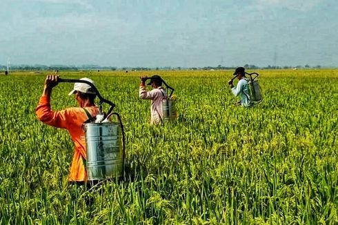 Hindari Pemalsuan, Kementan Siapkan Beleid Baru Tentang Pendaftaran Pestisida