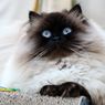 Kucing Mendengkur, Apakah Hal yang Normal?