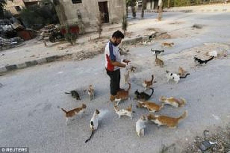 Alaa, seorang sopir ambulans di kota Aleppo, rela merogoh kocek pribadinya hanya untuk memberi makan ratusan ekor kucing telantar akibat ditinggal pemiliknya mengungsi.