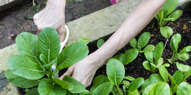 cara menanam sawi hijau hidroponik