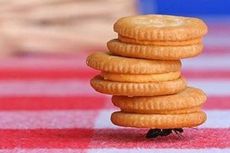 Mengapa Semut Bisa Mengangkat Beban Berat?