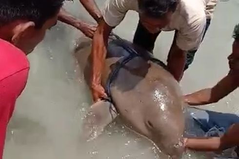 Video Viral Dugong Tersangkut di Jaring Nelayan, Polisi: Warga Melepas Ikan Itu Secara Adat